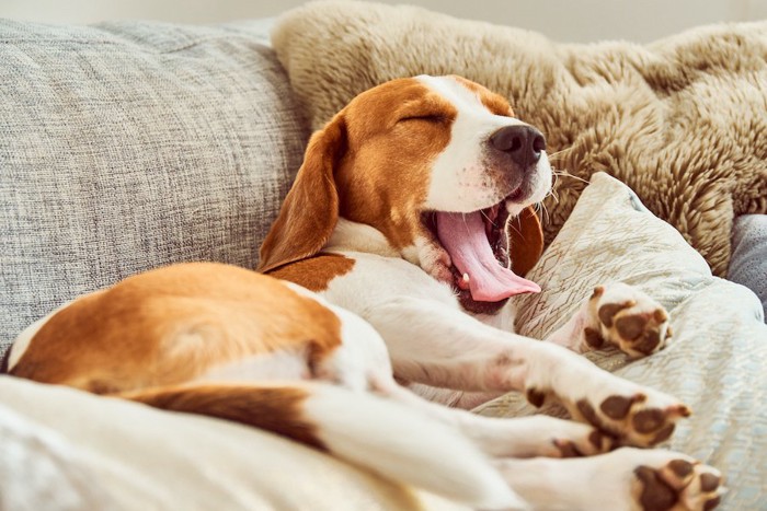 ソファーの上であくびをするビーグル犬