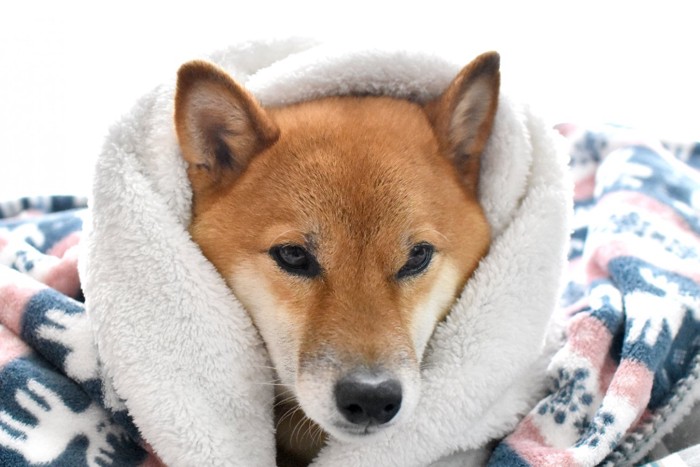 寒そうに毛布に包まる犬