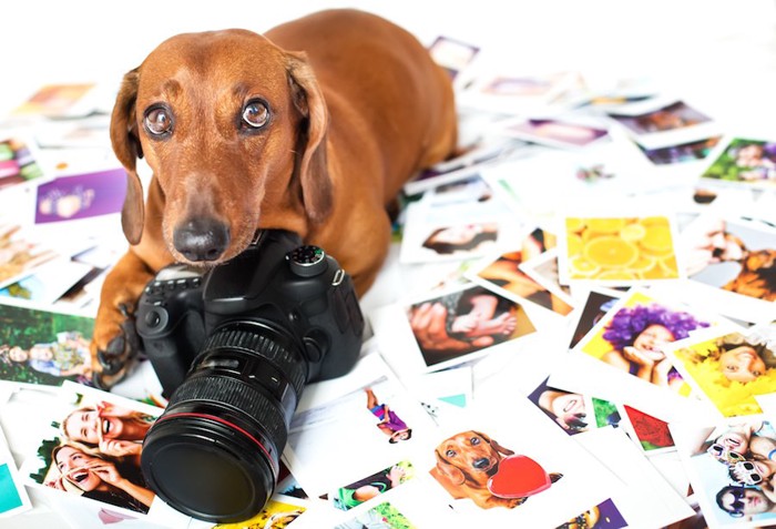 たくさんの写真の上でカメラに手をかける犬