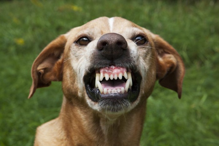 歯をむき出しにする犬