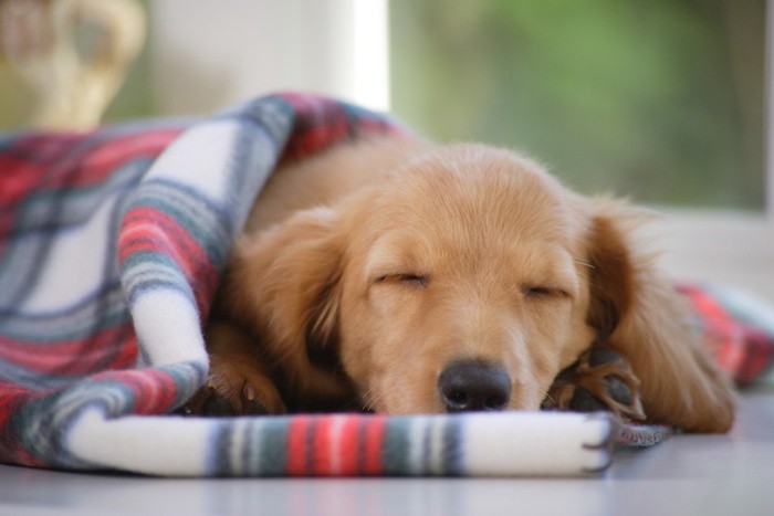 毛布にくるまって寝ている子犬