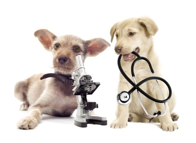 2匹の子犬と顕微鏡と聴診器