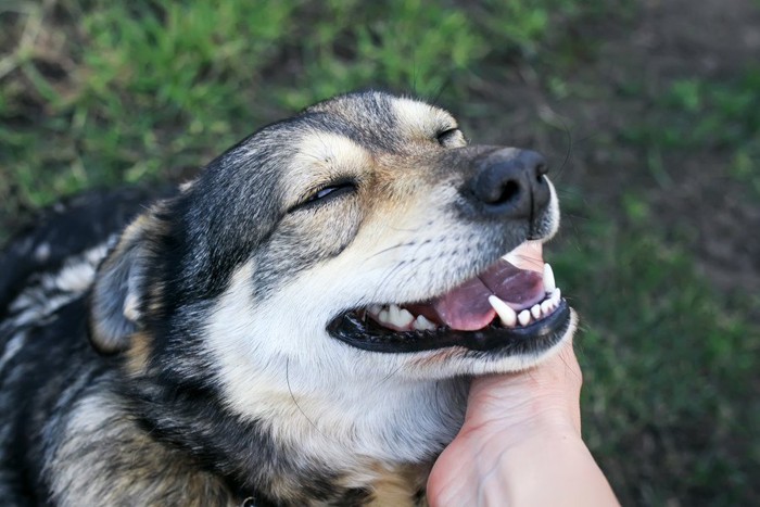撫でられる笑顔の犬
