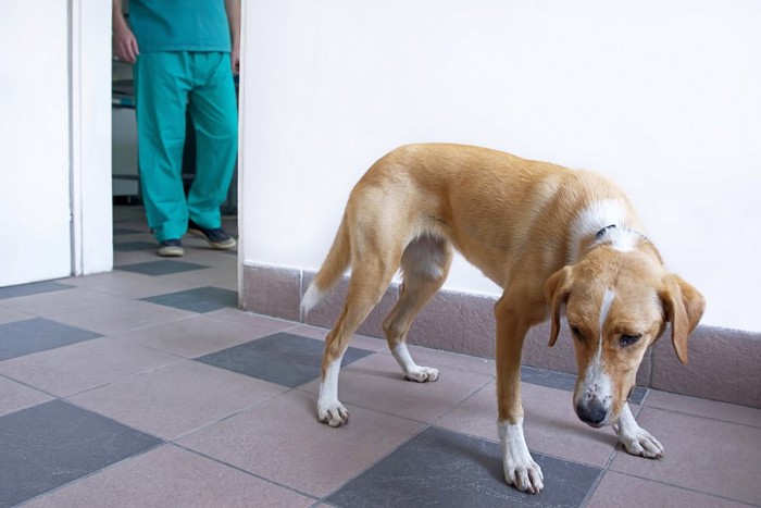 病院で尻尾を垂らして怯える垂れ耳の犬