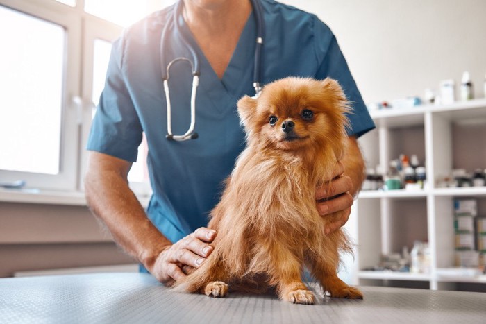 獣医師と茶色い犬