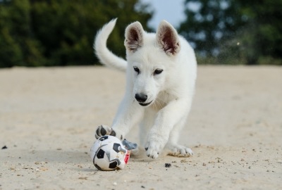 ボールで遊ぶ白い犬