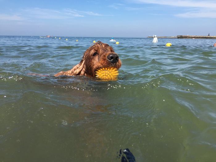 海の中でボールをくわえる犬