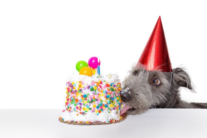 誕生日ケーキを食べている犬