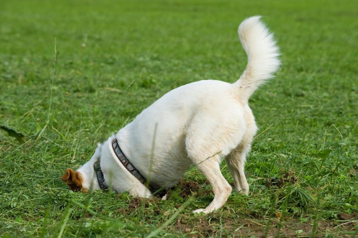 芝生を掘っている犬