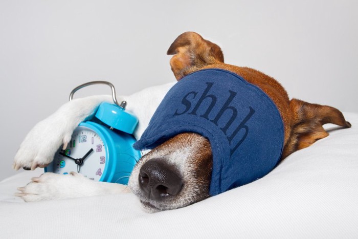 アイマスクをして時計と眠る犬