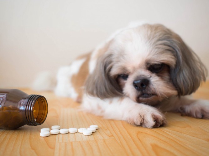 錠剤の薬を見つめる犬