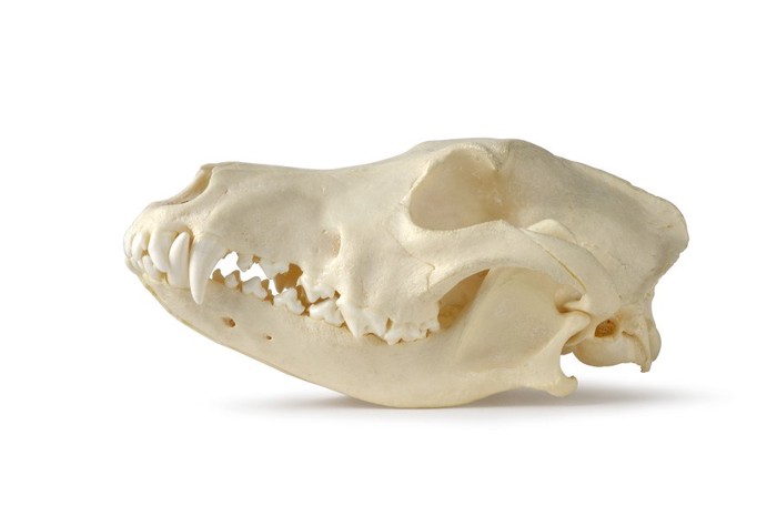 犬の頭蓋骨