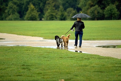 犬と散歩する女性