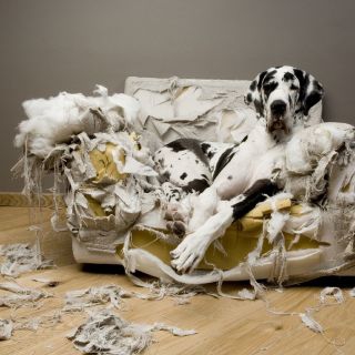 ソファーを破壊する犬
