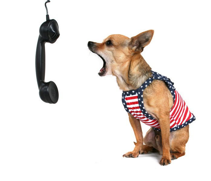 電話に吠える犬