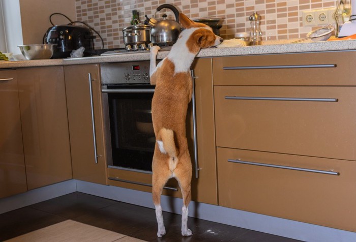 キッチンで立ち上がる犬