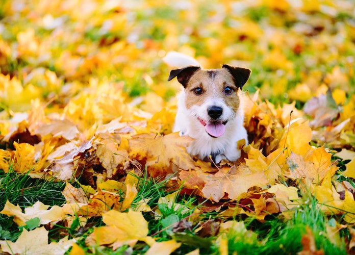 紅葉の中で笑っているように見える犬