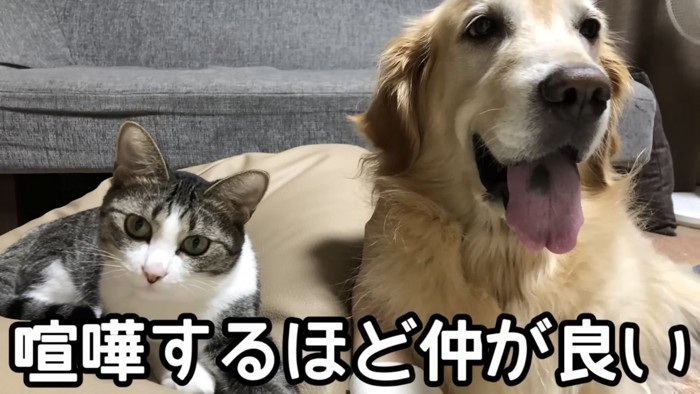仲良く並ぶ犬と猫