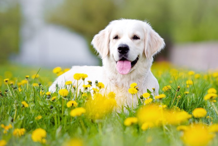 たんぽぽ畑で笑顔の犬