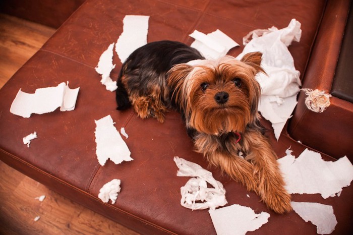 紙を散らかして遊ぶ犬