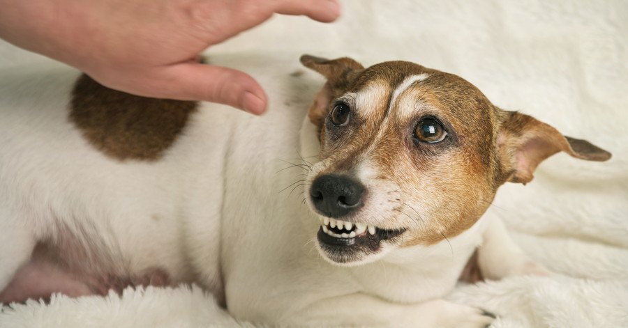 飼い主さんの手と歯を見せる犬