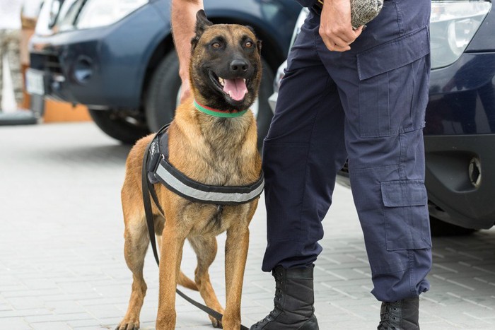 ハンドラーと警察犬のベルジアンマリノア