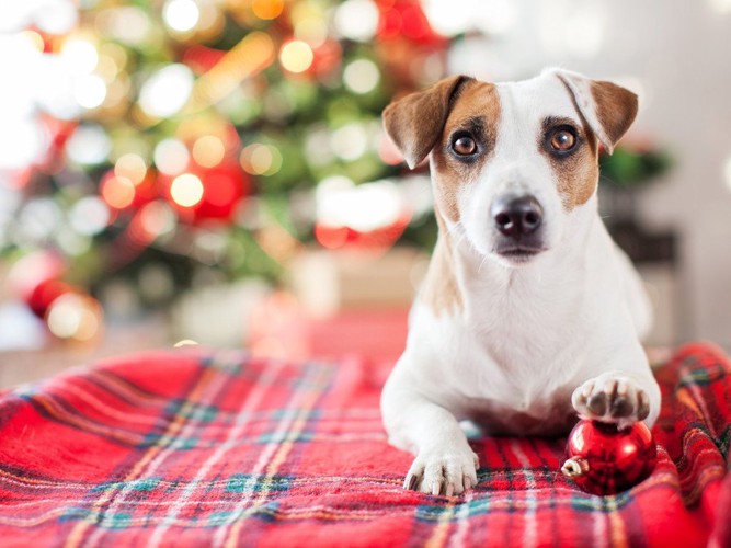 クリスマスの装飾と犬