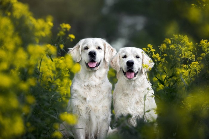 幸せそうに佇む2匹の犬