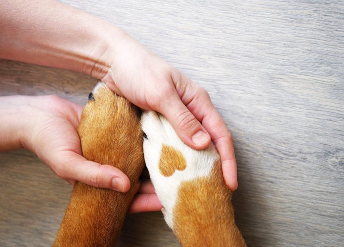 犬の足を触る人の手