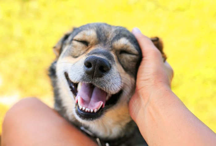 撫でられている笑顔の犬