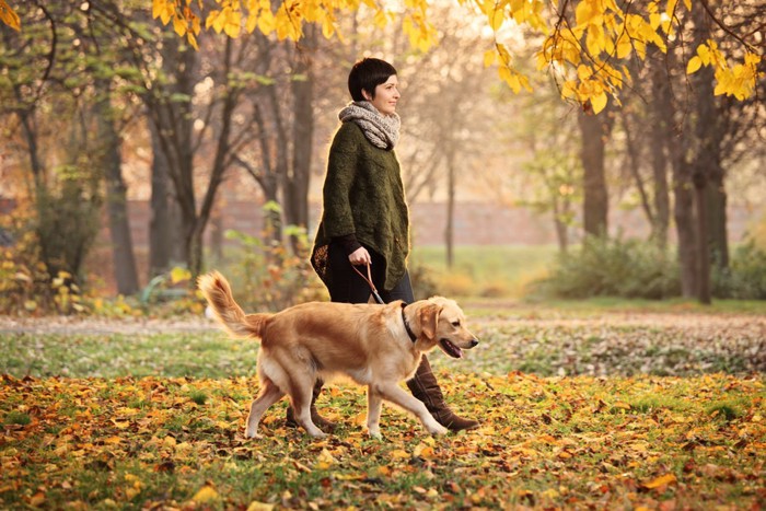 紅葉の中を散歩する犬と女性
