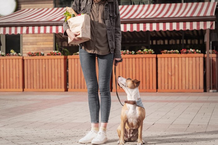 野菜の入った紙袋を持つ人と犬