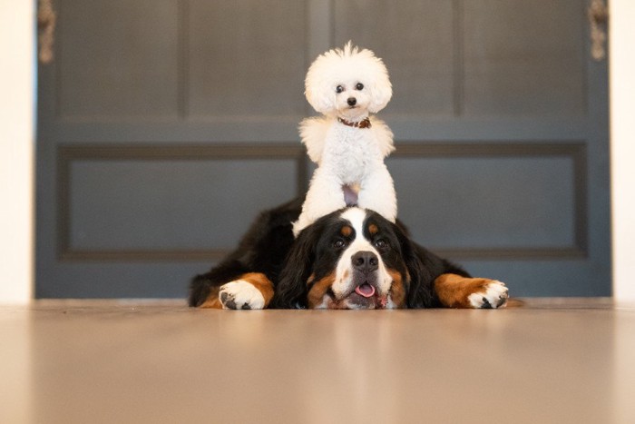 小さな犬と大きな犬