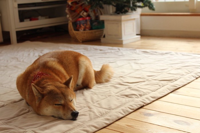 カーペットの上で眠っている柴犬