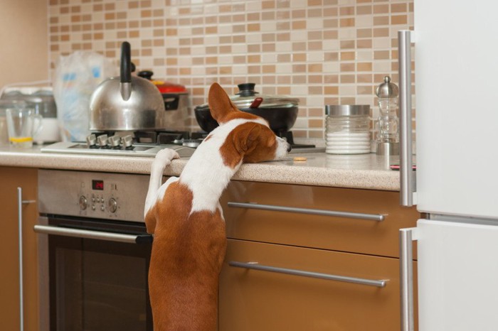 キッチンの作業台にアゴを乗せる犬