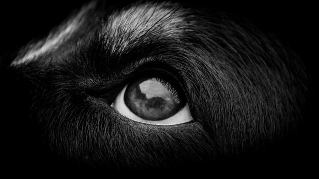 黒い犬の目