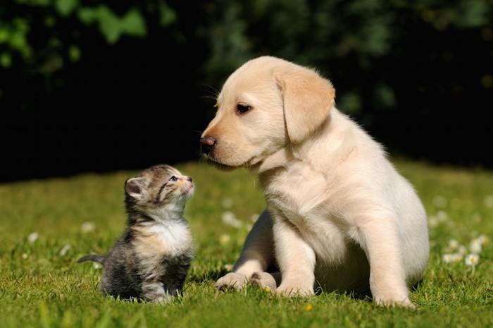 見つめ合う子犬と子猫