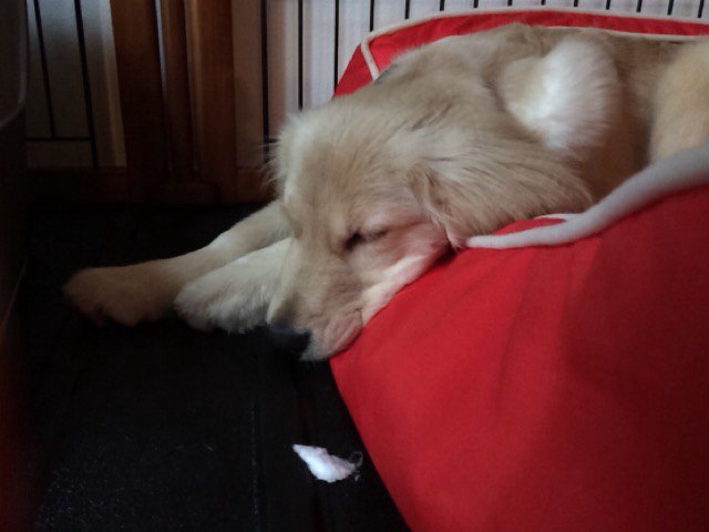 犬用ベッドで眠る犬