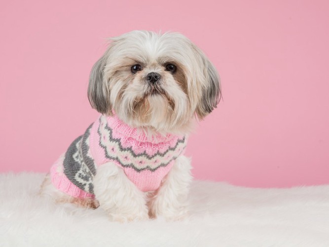 ピンクのセーターを着たシーズー
