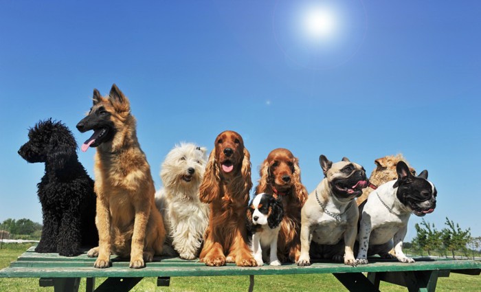 太陽と9匹の犬