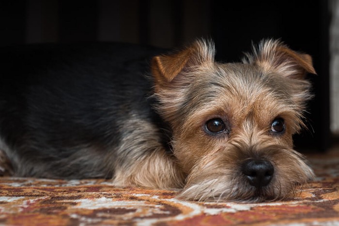 フィラリアに感染した暗い表情の犬