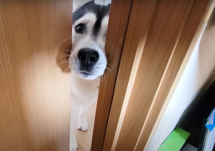 鼻でドアを開ける犬