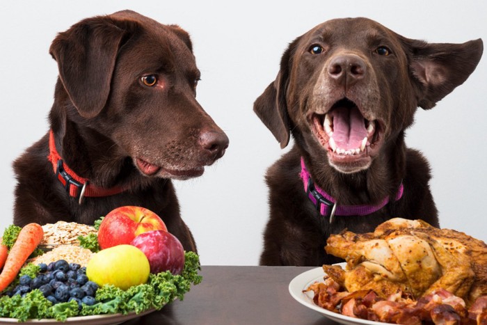 食べ物と2頭の犬