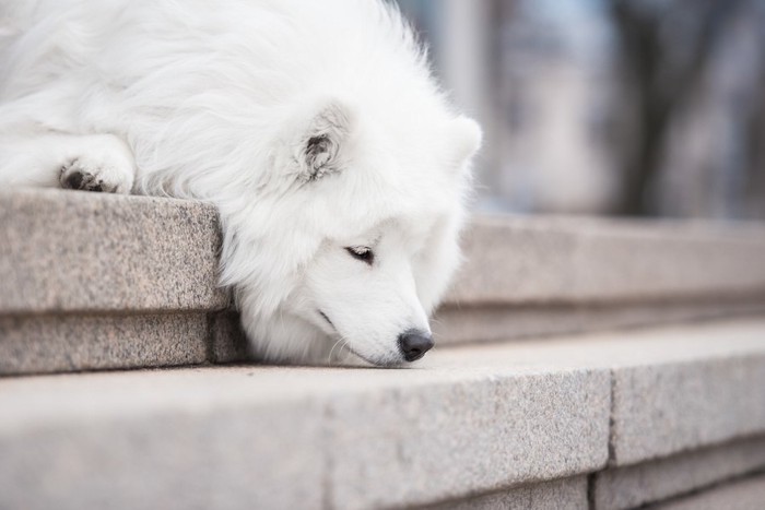 階段の匂いを嗅ぐ白い犬
