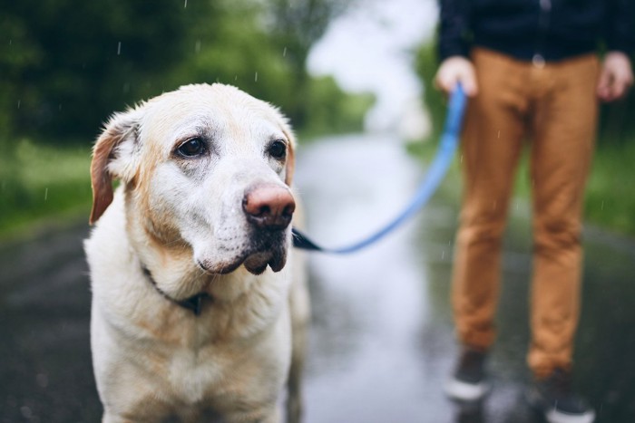 雨の中を散歩する犬