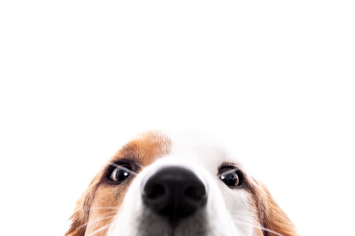 鼻を近づける犬