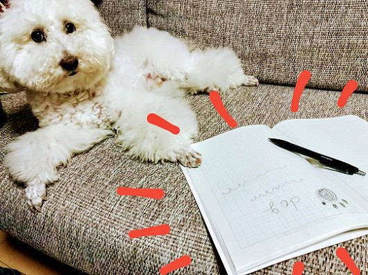 ソファに白い犬 横にノートとペン
