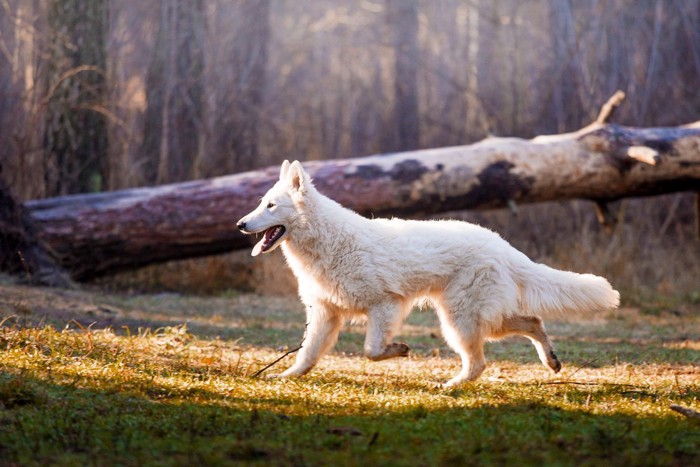 白オオカミ犬