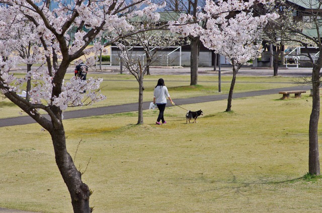 桜の咲く公園で散歩