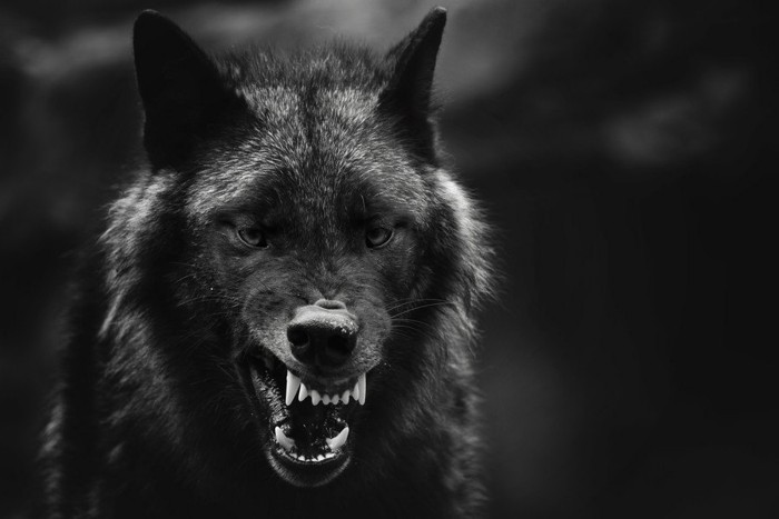 黒い写真、威嚇する狼